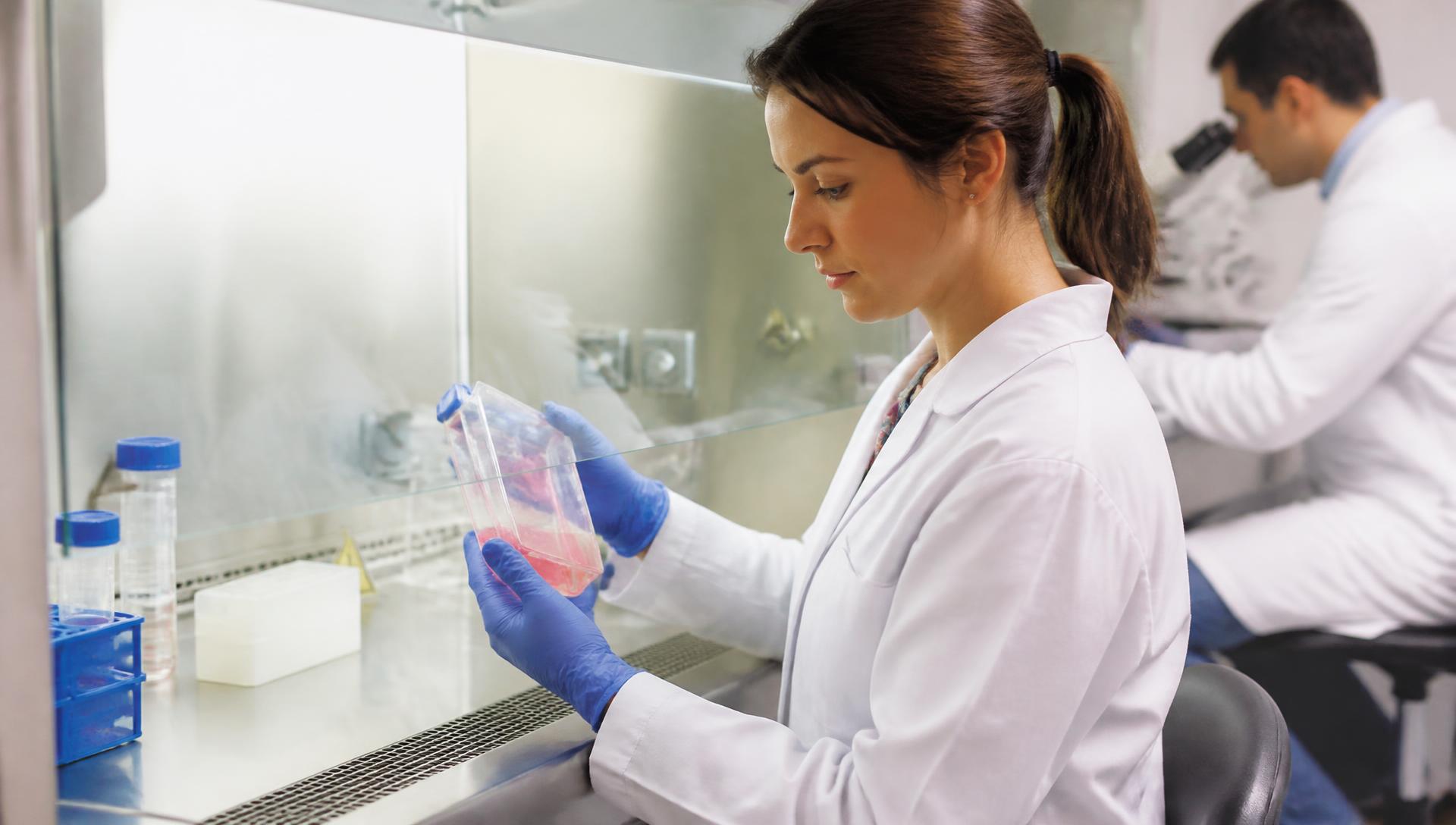 Scientist inspecting viral tissue culture flasks in a biosafety cabinet